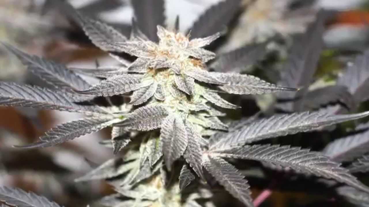 The Return of OMMPgrower 2015