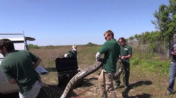Record-Breaking Burmese Python (17 feet, 7 inches, 87 eggs)