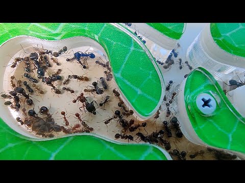 Видео: Как выгнать муравьев с арены? Генеральная уборка формикария!