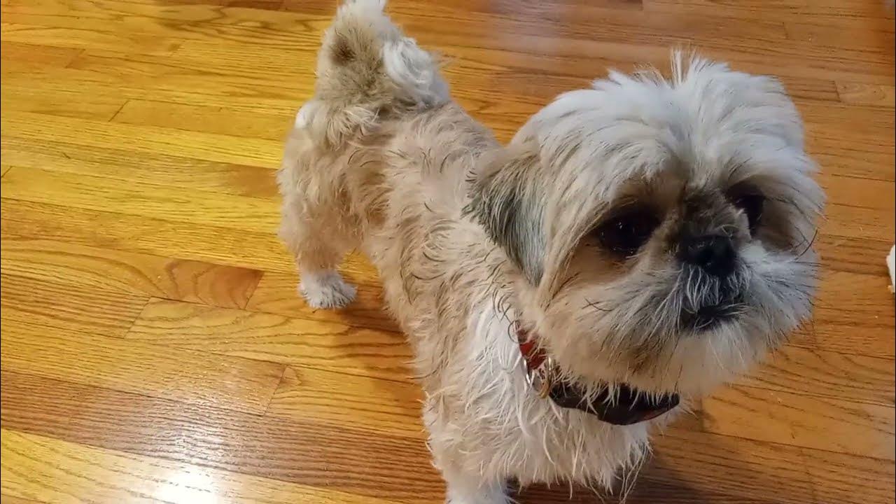 Haircut & Bath YouTube