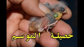 موسم انتاج كناري ناجح ان شاء الله ( عز الدين خير الله )