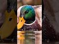 🤔🤔 Berenang tapi tidak basah #animal #duck