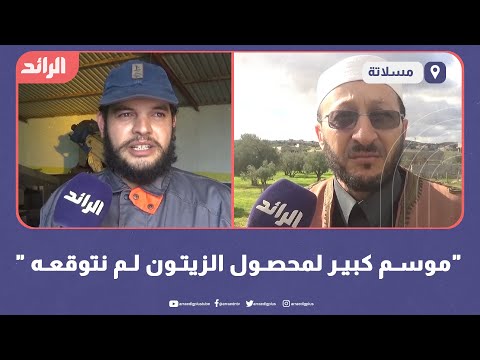 "موسم كبير لمحصول الزيتون لم نتوقعه "