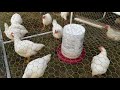 He Raised 50 Chickens with 30% Less Feed! He Raised 50 Chickens with 30% Less Feed!