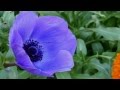 Blue flowers  for krystyna j  ernesto cortazar  scent of a lifetime