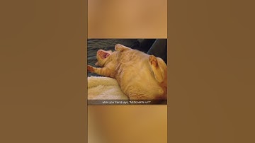 When The Catnip Hits! 🤪🪴