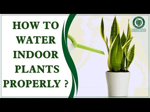 Como regar plantas de interior devidamente ...