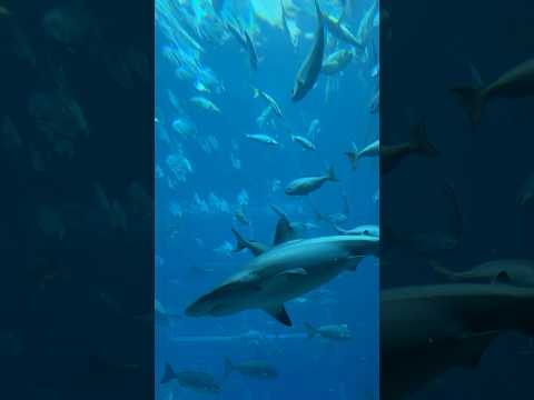 THE LOST CHAMBERS AQUARIUM #aquarium #thelostchambers #dubai #fish #shark #tank #fyp #edit #film