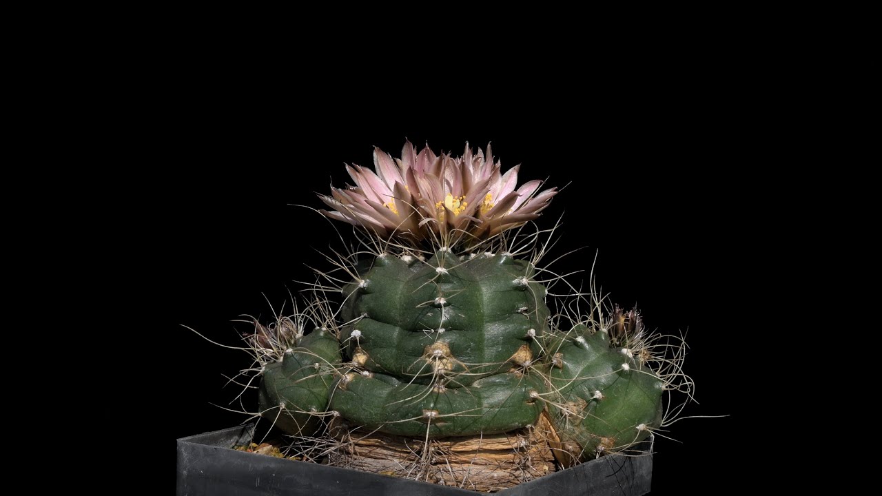 Echinocereus knippelianus subsp. kruegeri, Mexico, Nuevo Leon
