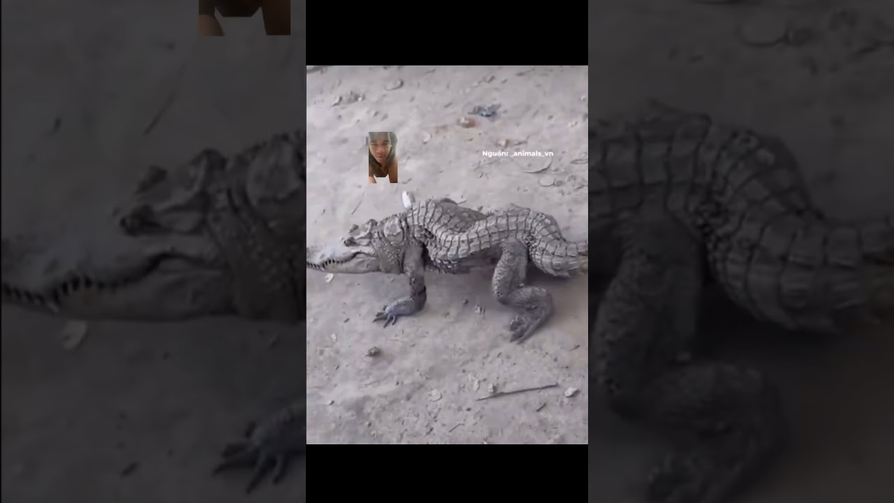 Bih got shamarliosis 😂😂😂😂😂 