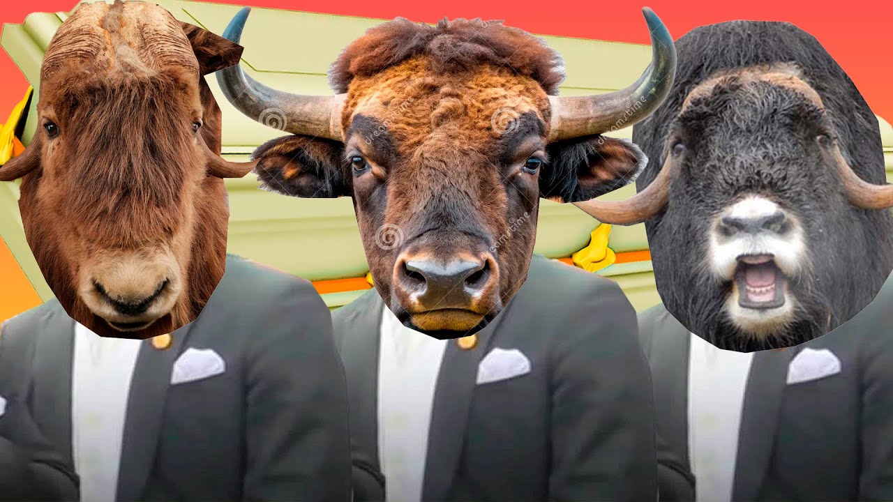 Muskox - Coffin Dance Song (COVER)