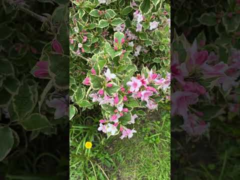 Weigela Florida 'Variegata' - Leaves x Flowers - April 2024