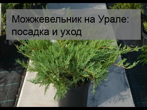 Можжевельник на Урале: посадка и уход