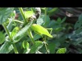 Katydid Song-Oblong Winged Katydid