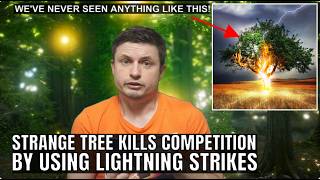 Bizarre Tree That Evolved to Use Lightning for Survival