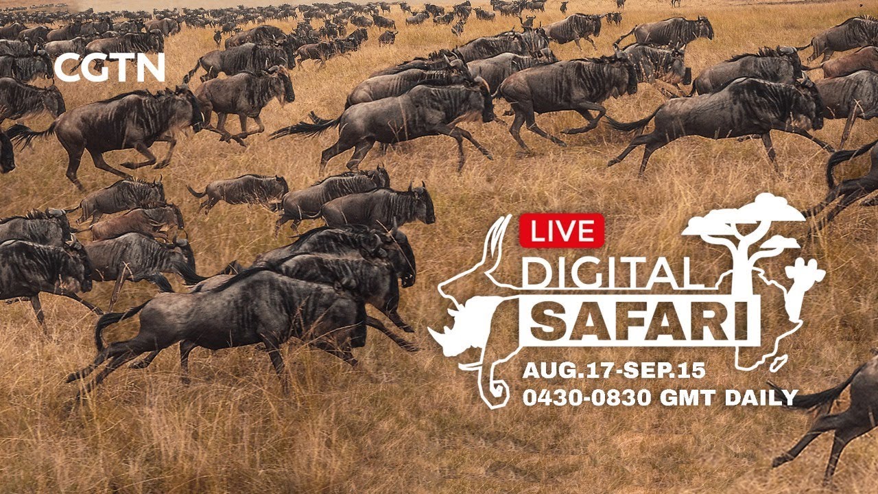 watch online safaris