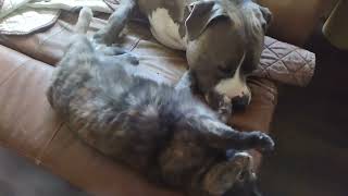 Kitten scratches dogs face! Pitbull vs Kitten part2 by Gunther's Spot   602 views 1 year ago 38 seconds