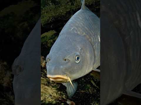 Как рыба определяет погоду лучше нас