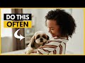 5 Things You Should Do More Often for Your Shih Tzu