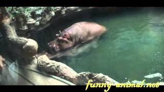 Hippos mating in water