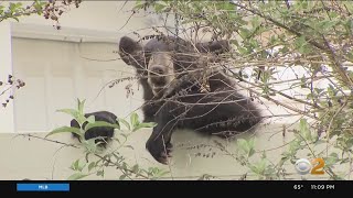 Black bear released into wild after getting stuck in tree in N.J. yard