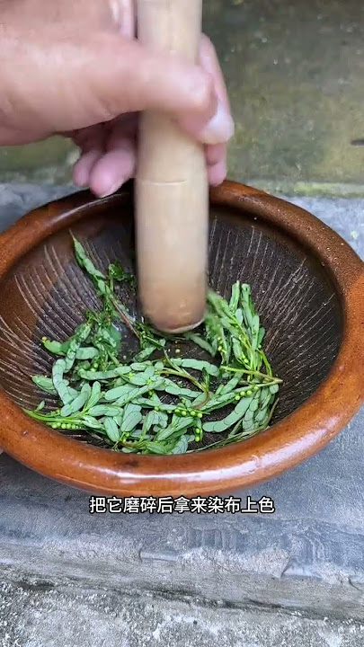 Do you know the Yexia Zhu in rural areas Once it bears small fruits the whole plant can be