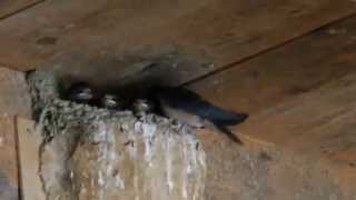 雛に餌を持ってきたツバメの親鳥 20140626