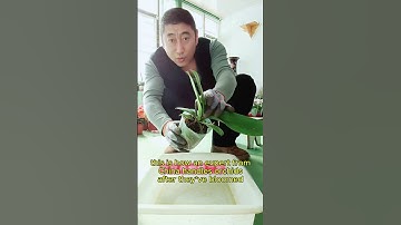 How to care for orchids after blooms fall - Orchid care  #howto #flowers #orchid