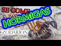 ZODARION - El TERROR de las HORMIGAS.