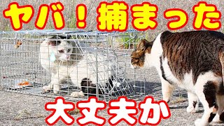 【野良猫 捕獲】猫の捕獲のお手伝いして野良猫とさくらねこたちにご飯をあげる 癒され野良猫動画 感動猫動画