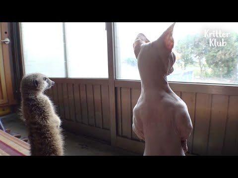 Video: Pet Scoop: Câinele adoptă pisicile de tigru din Siberia, pisica spartă a lui Karl Lagerfeld are două servitoare