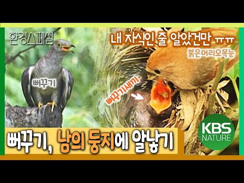 남의 둥지에서 태어난 뻐꾸기 새끼 생존전략 [환경스페셜-야생의 생존전략, 탁란] / KBS 20050928 방송