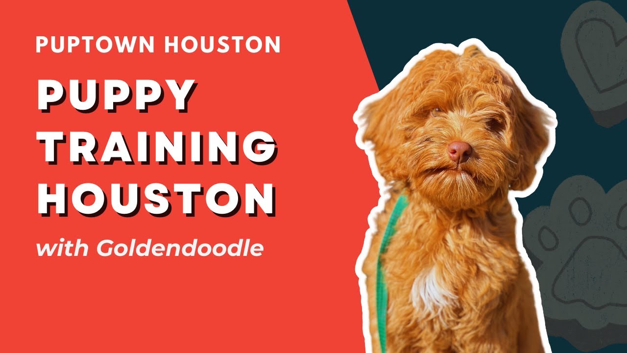 PUPPY TRAINING HOUSTON with Goldendoodle | #puppytraininghouston #houstondogtraining - YouTube