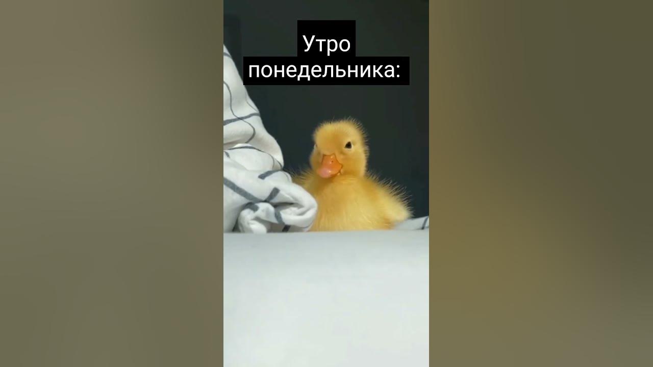 ам ам ам #меллстрой - YouTube