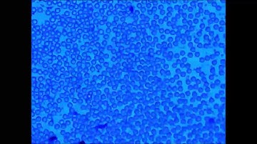 Assembly of 10 µm polystyrene particles