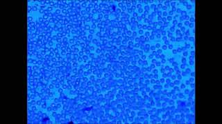 Embly Of 10 Μm Polystyrene Particles