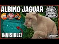 Rare Albino Jaguar ATTACKED Me! New Peru Map Early Access Hunt in COTW!!! #cotw #thehunter