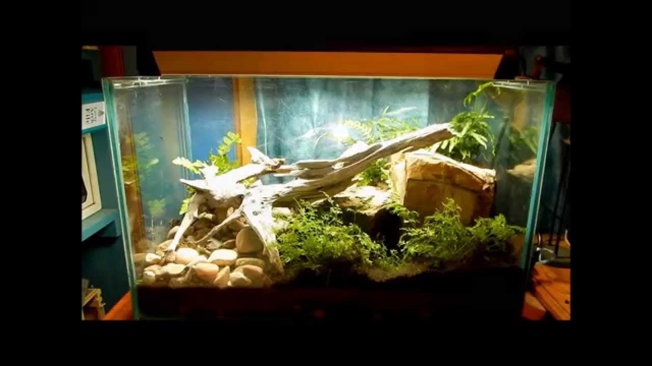 Creating a rainforest terrarium YouTube