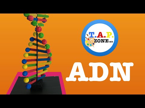 Vídeo: Com es diu la meitat d'una cadena d'ADN?