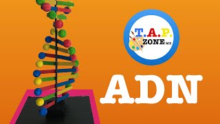 Como hacer la maqueta del ADN - TAP ZONE MX