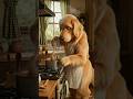 Wildora 🐾 | Amazing Animal Stories 🐶🐒 | Funny • Emotional Rescue Videos #shorts #animals #animation