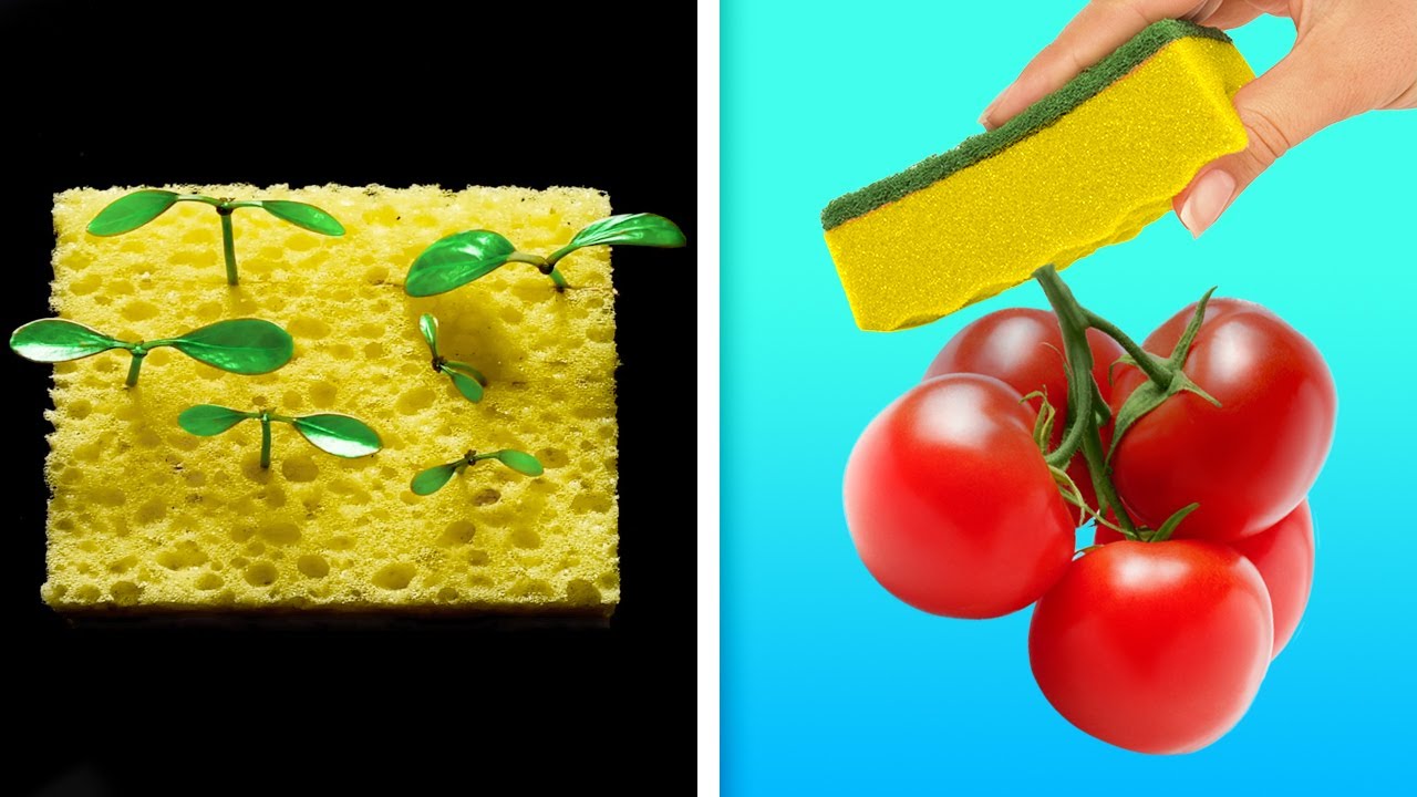 25 MODI FACILI PER COLTIVARE FRUTTA E VERDURA