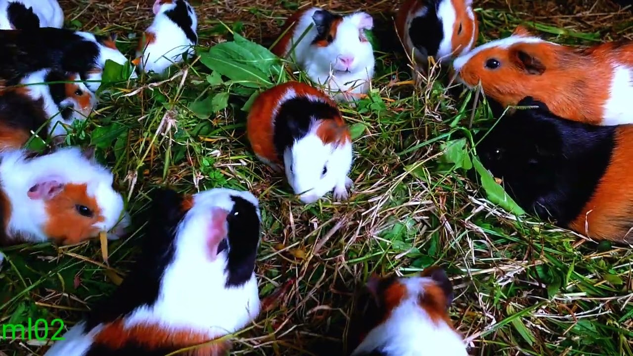 asmr|cute guinea pig mukbang wild green grass asoy..!