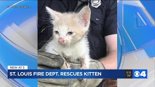 Kitten rescued from a drain by St. Louis City firefighters