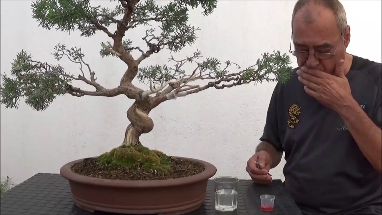 Junipero atacado por hongos, SALVADO