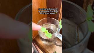 Peopagate Mint From Drinks