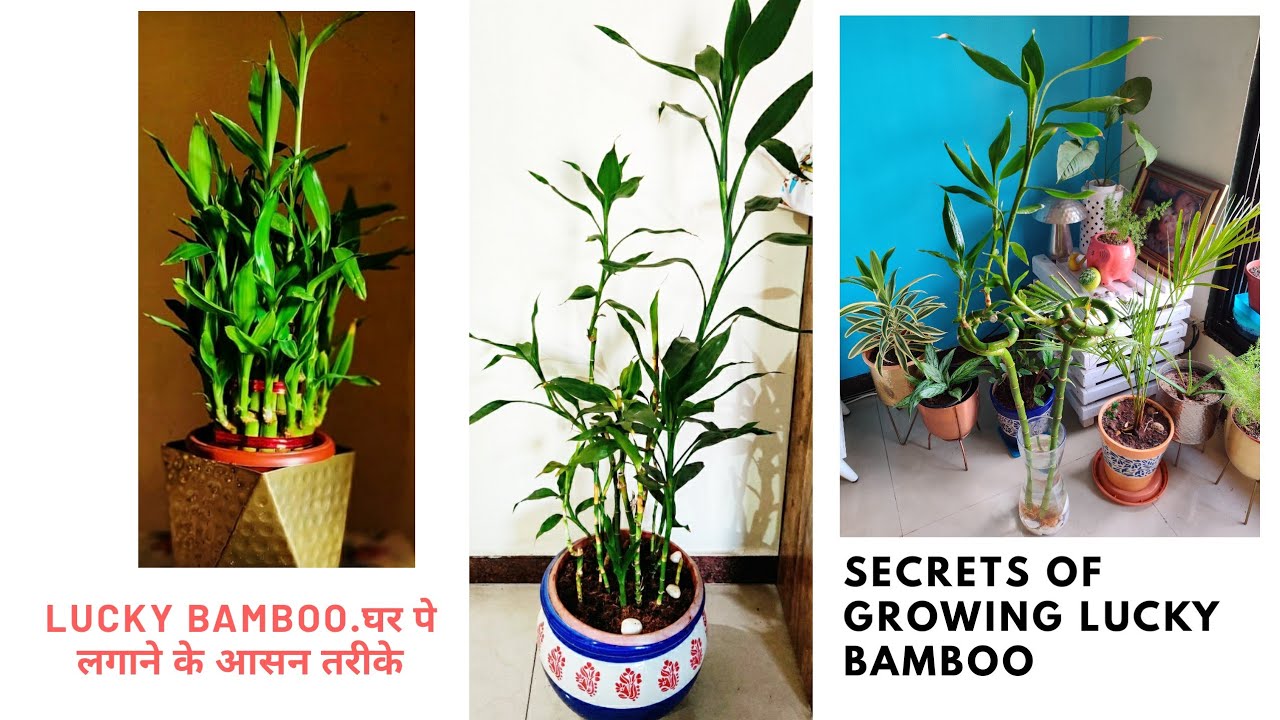 Lucky Bamboo grow करने के secrets Indoors ll Easy Propagation & Care