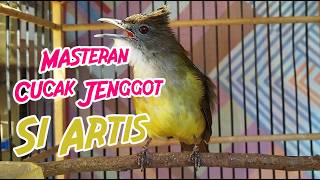 MASTERAN CUCAK JENGGOT GACOR FULL TEMBAKAN KASAR COCOK UNTUK MURAI BATU