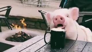 9GAG CUTE Nothing better than Hot Chocolate in the morning