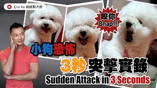 小狗恐怖《3秒突擊實錄》🎞🎞🎞Sudden Attack in 3 Seconds 🎞🎞🎞